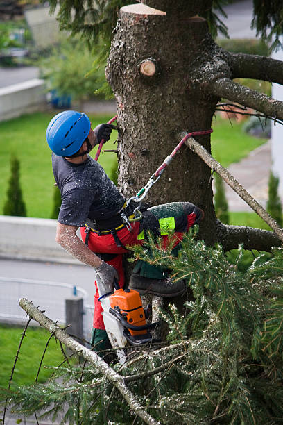 Best Lawn Mowing  in Rock Creek, MN